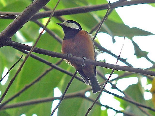 Chestnut-bellied Tit - ML379533451