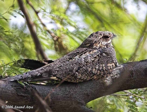 Jungle Nightjar - ML379533511