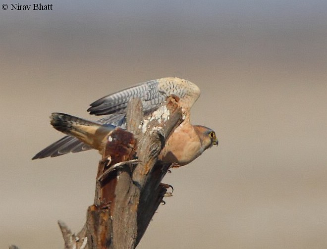 Peregrine Falcon (Red-capped) - ML379533531