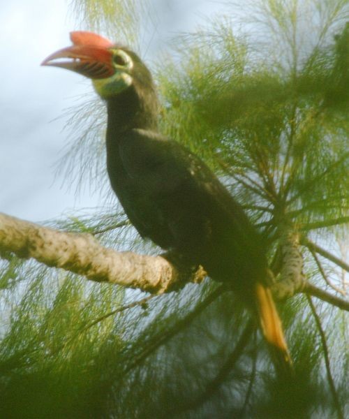 Writhe-billed Hornbill - ML379533911