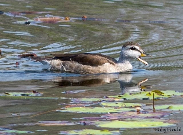 Cotton Pygmy-Goose - ML379534111