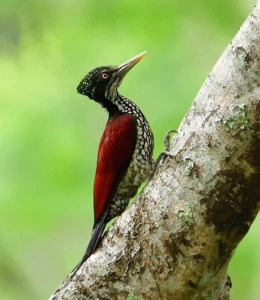 Crimson-backed Flameback - ML379534231