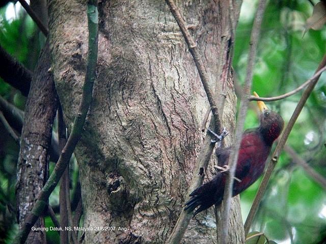 Maroon Woodpecker - Ang TH