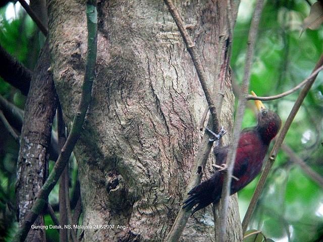 Maroon Woodpecker - ML379534321