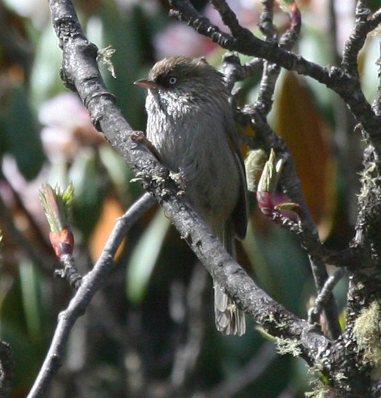 Chinese Fulvetta - ML379534621