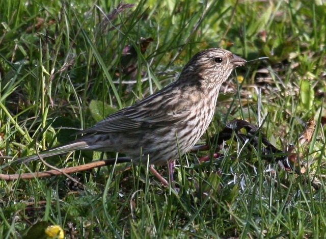 Himalayan Beautiful Rosefinch - ML379534631