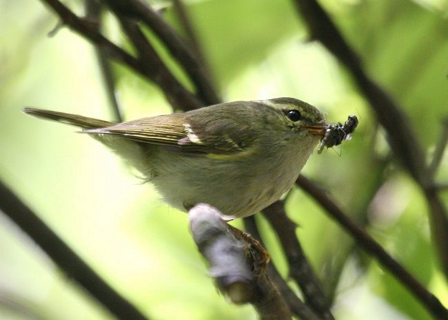 Claudia's Leaf Warbler - ML379534641