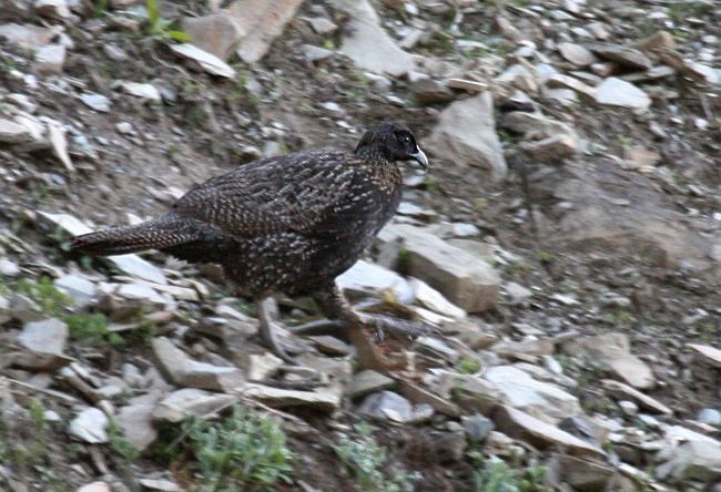 Chinese Monal - ML379534651