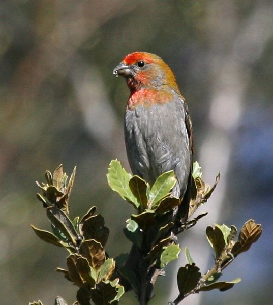 Crimson-browed Finch - ML379534691