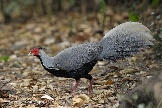 ミヤマハッカン - ML379534751