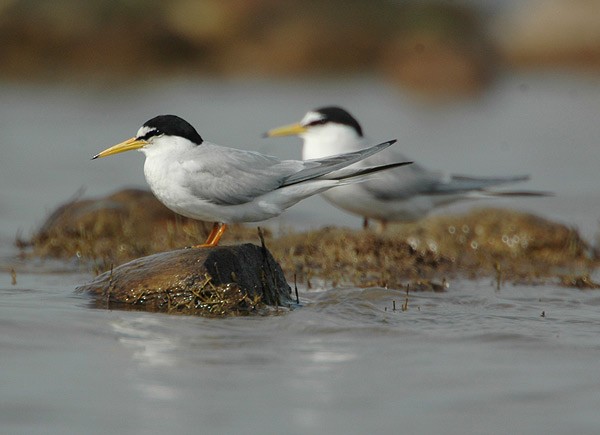 Little Tern - ML379535011