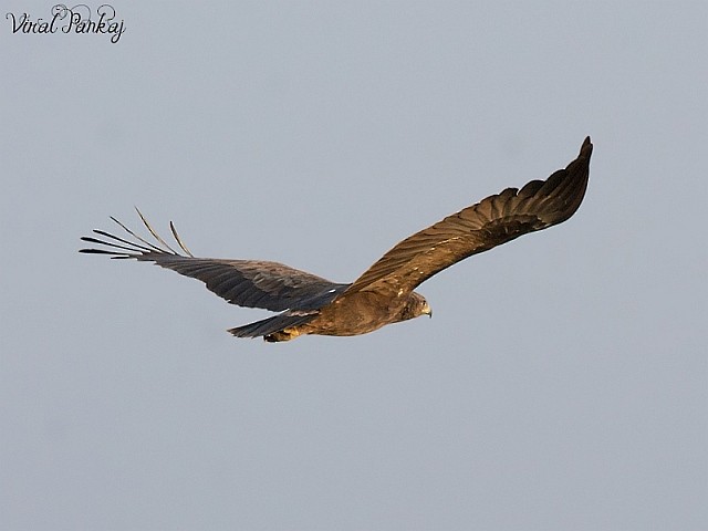Greater Spotted Eagle - ML379535051