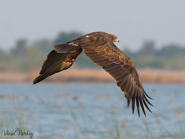 Greater Spotted Eagle - ML379535061
