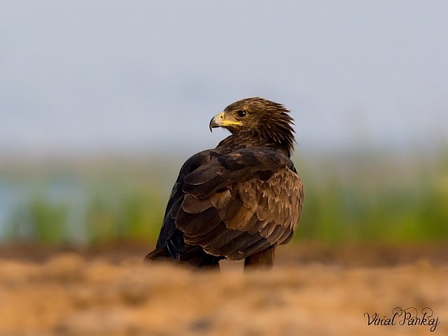 Greater Spotted Eagle - ML379535131