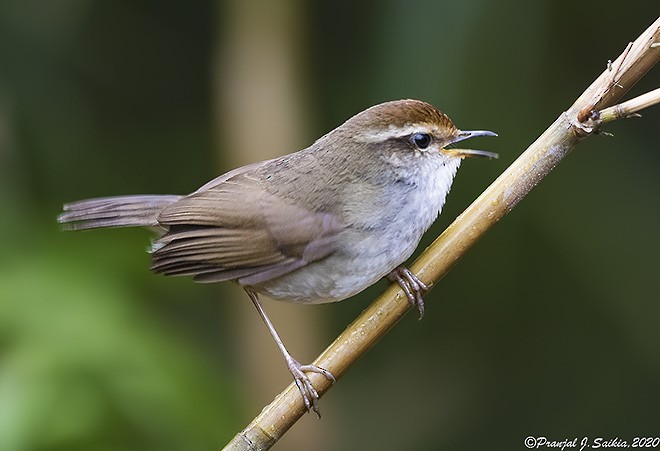 Chestnut-crowned Bush Warbler - ML379535271