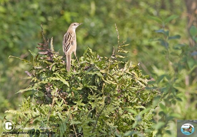 Striated Grassbird - Ronald Halder