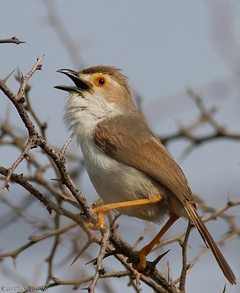 Yellow-eyed Babbler - ML379535491