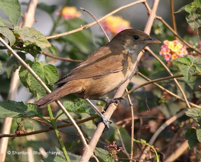 Thick-billed Warbler - ML379535741