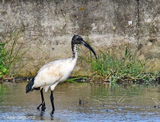 ibis posvátný - ML379535771