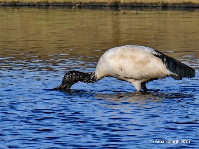 African Sacred Ibis - ML379535811