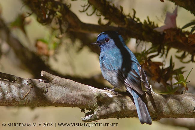 Nilgiri Flycatcher - ML379535881