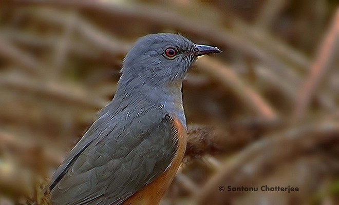 Plaintive Cuckoo - ML379536241