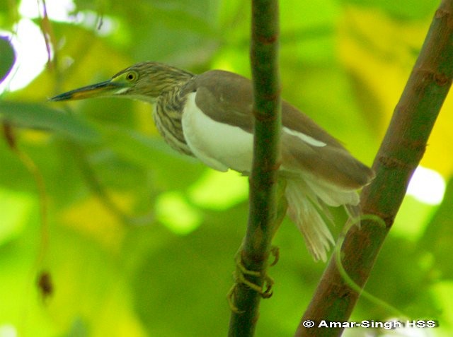 Chinese Pond-Heron - ML379536691