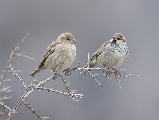 Spanish Sparrow - ML379536711