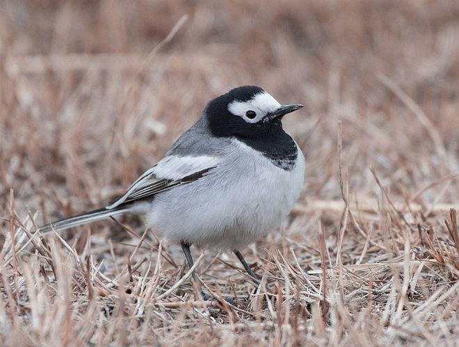 White Wagtail (Masked) - ML379536721