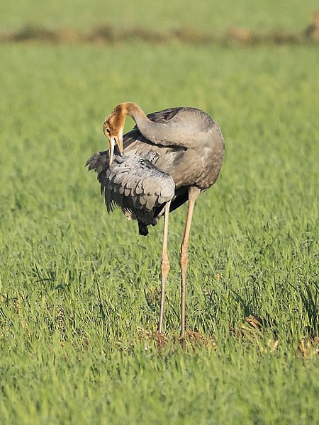 Sarus Crane - ML379536741