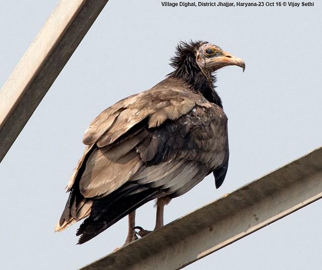 Egyptian Vulture - Wg Cdr Vijay K Sethi