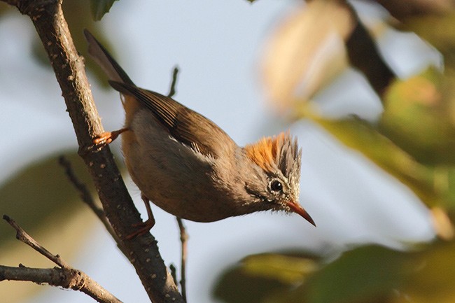 Yuhina Ventrirrufa - ML379537071