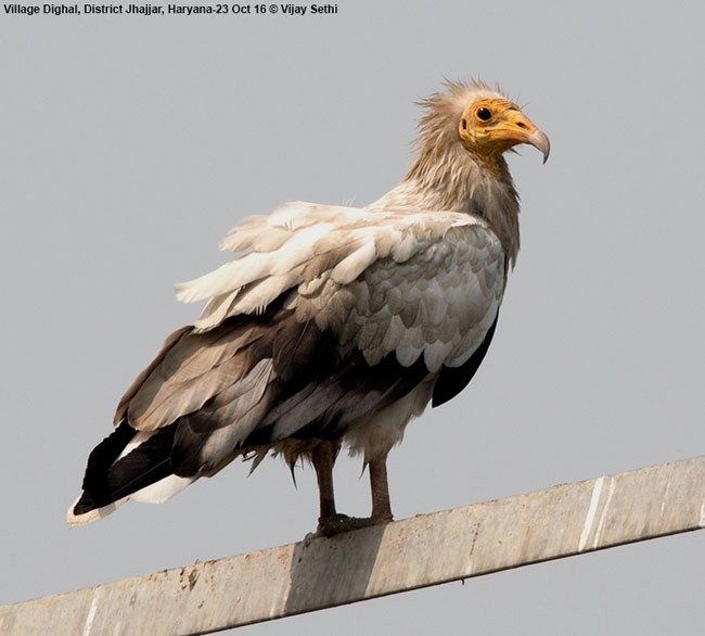 Egyptian Vulture - Wg Cdr Vijay K Sethi