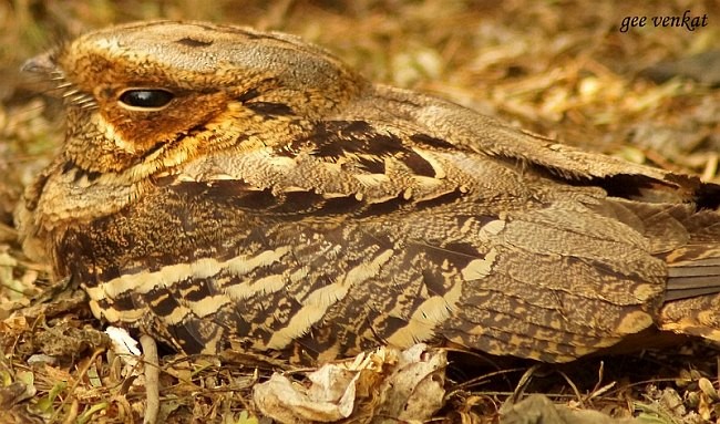 Large-tailed Nightjar - ML379537231