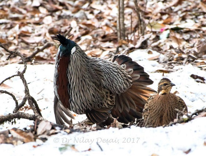 Koklass Pheasant - ML379537321