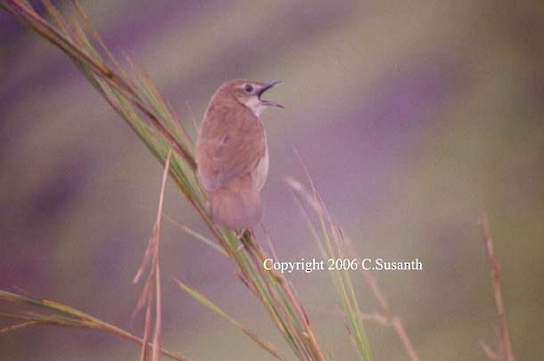 Broad-tailed Grassbird - ML379537391