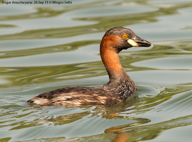 Little Grebe - ML379538931