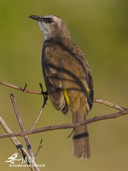 Yellow-vented Bulbul - ML379538941