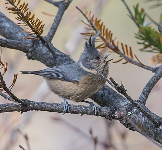 Gray-crested Tit - Sumit  Sengupta