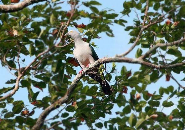 Elegant Imperial-Pigeon - ML379539601