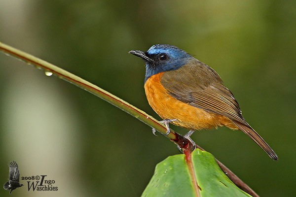 Blue-fronted Flycatcher - ML379539621