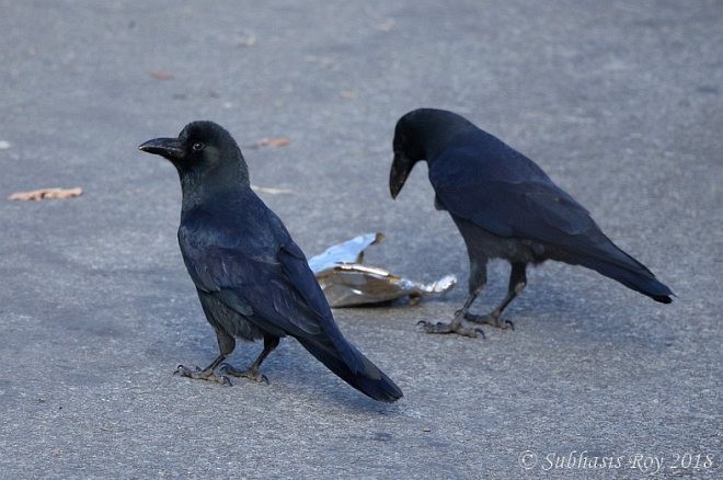 Large-billed Crow (Large-billed) - ML379539801