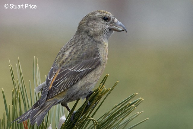 Red Crossbill (Japanese) - ML379539991
