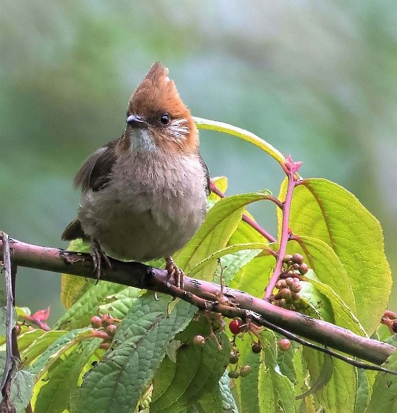 Yuhina à nuque blanche - ML379540051