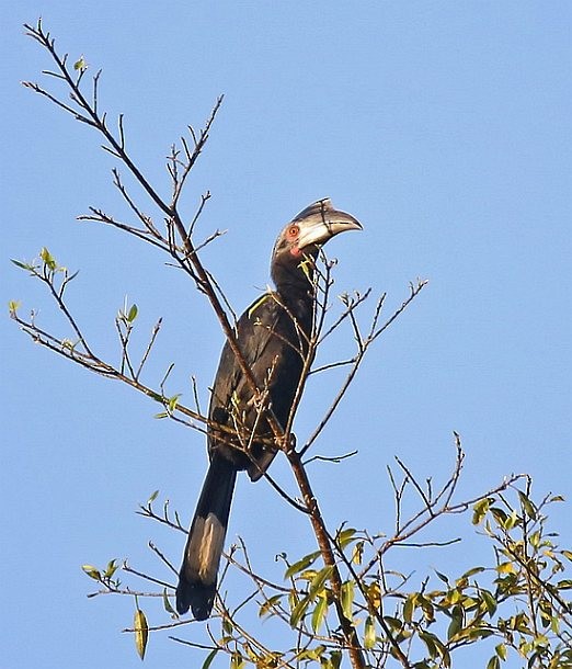 zoborožec malajský - ML379540081