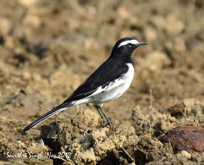 White-browed Wagtail - ML379540211