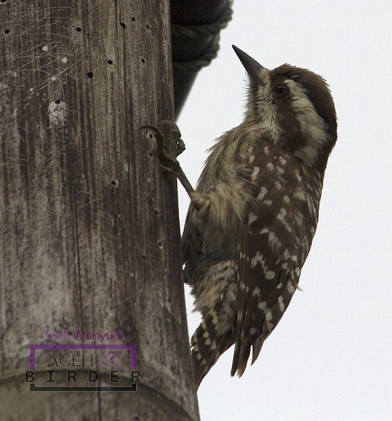 Sunda Pygmy Woodpecker - ML379540261