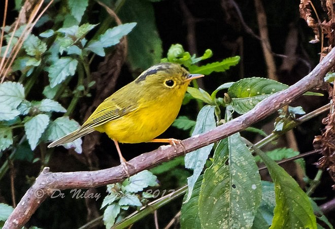 Whistler's Warbler - ML379540511