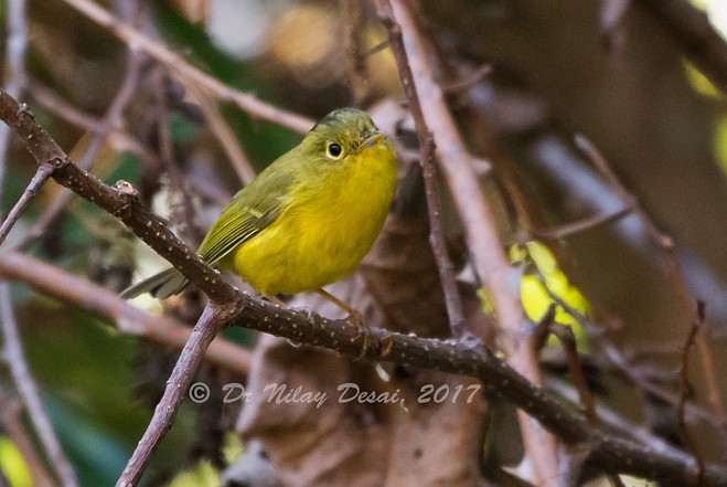 Whistler's Warbler - ML379540521