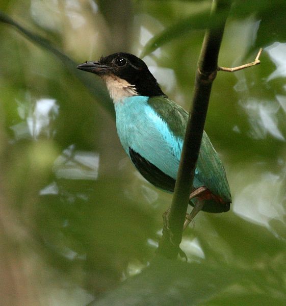 Azure-breasted Pitta - ML379540641